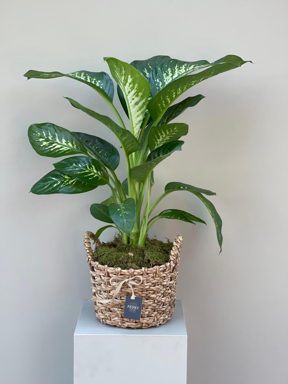 Difenbahya (Dieffenbachia Seguine) 